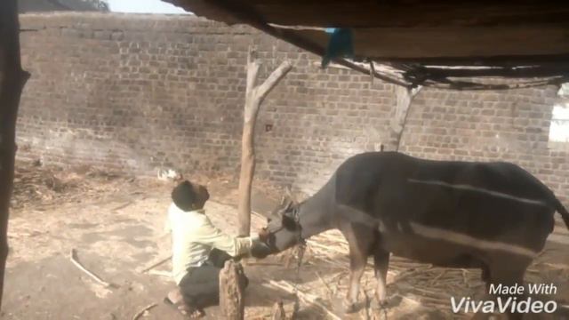 Patel ba song смотреть онлайн