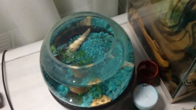 знакомьтесь рыбка петушок по имени Громобой смотреть онлайн