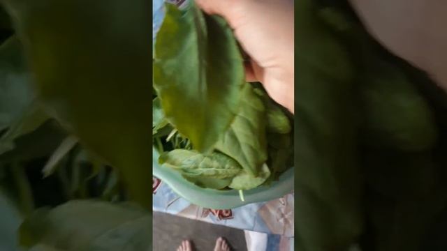Заготавливаю щавель что вырастила из семян этим летом смотреть онлайн