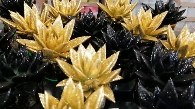 Dyed Echeveria Miranda with glitters ✨✨✨, Christmas mood ? смотреть онлайн