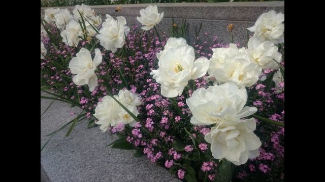 ВЕСЕННИЕ СТИХИ. ЧУДЕСНЫЕ СТИХОТВОРЕНИЯ. смотреть онлайн