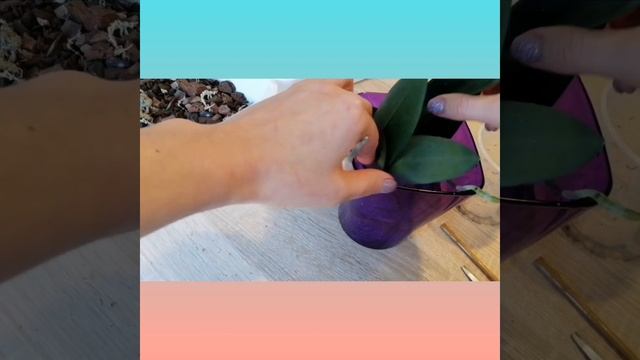 Грибница в коре орхидеи смотреть онлайн