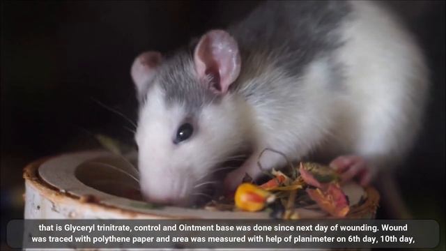 Wound Healing Potential of GTN in Wistar Rats смотреть онлайн