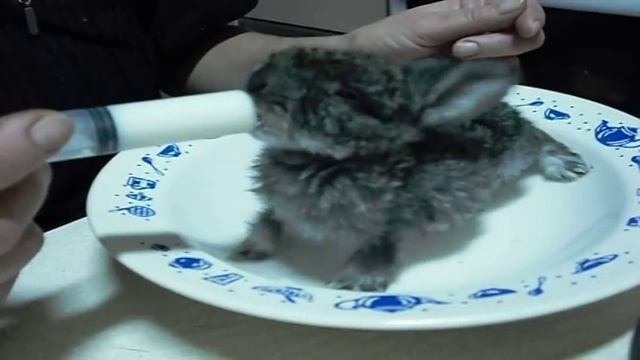 Кормим крольчат молоком смотреть онлайн