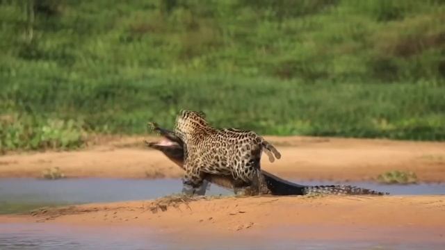 Как отличить гепарда, леопарда и ягуара How to tell a cheetah, leopard and jaguar apart смотреть онлайн