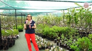 Лучшие сорта клюквы и голубики 2021!