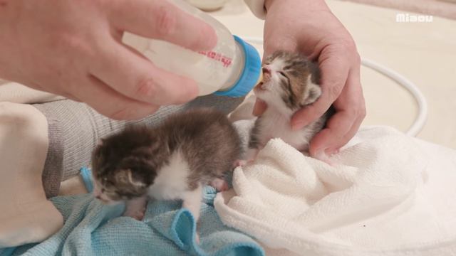 保護3日目動物病院でサイレントシャーを連発！子猫、全力で威嚇した日 【瀬戸のりる＆ねる日記】 смотреть онлайн