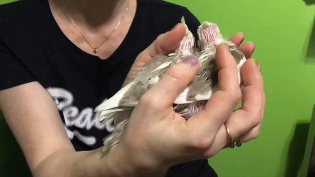 Птенцы безщёкой кореллы. Пёстрая корица. смотреть онлайн