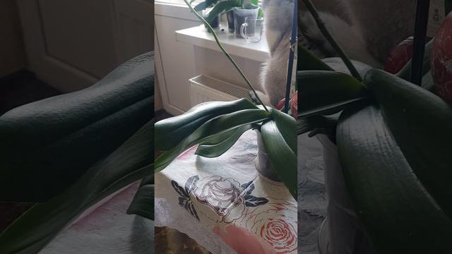 КРУПНОЦВЕТКОВОЕ ЦВЕТЕНИЕ ОРХИДЕИ И 2 ЦВЕТОНОСА! ОТ ЧЕГО ЗАВИСИТ И КАК ДОБИТЬСЯ? смотреть онлайн