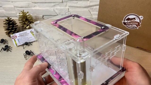 Как заселить муравьёв в муравьиную ферму XXXV AntsMinsk?