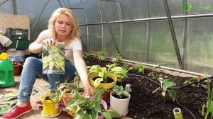 ?ХОСТА - посадка, уход, размножение?Хоста в ландшафтном дизайне сада