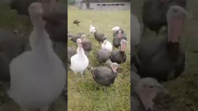 Индюки Провожают Меня смотреть онлайн