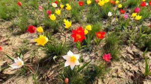 Дикие тюльпаны! Так много мы ещё не видели! Тюльпан Шренка занесён в Красную книгу!