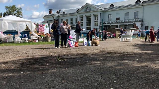 Монопородная выставка Чау-Чау ранга КЧК, г.Брянск, часть4 смотреть онлайн