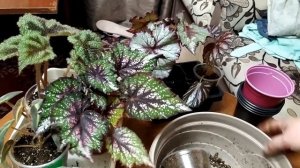 Декоративно-лиственные бегонии. Лучший субстрат.