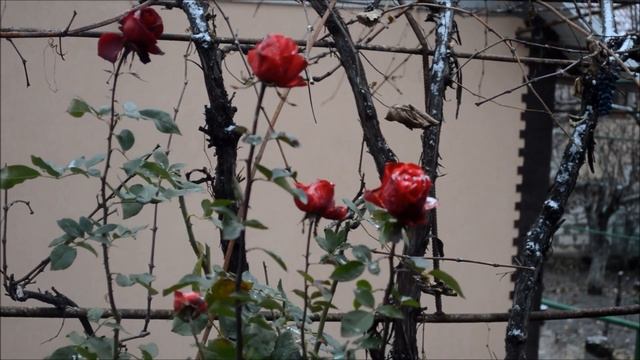 Розы, снег! Подготовка кустов роз к зиме. смотреть онлайн