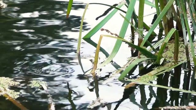 «Край любимый! Сердцу снятся...» , читаем С. А. Есенина