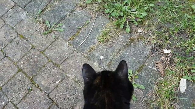 quad hd cat head bonk смотреть онлайн