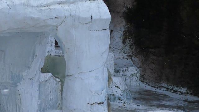 座る姿が可愛すぎる💗ホウちゃん人間入ってない～？【天王寺動物園】 смотреть онлайн