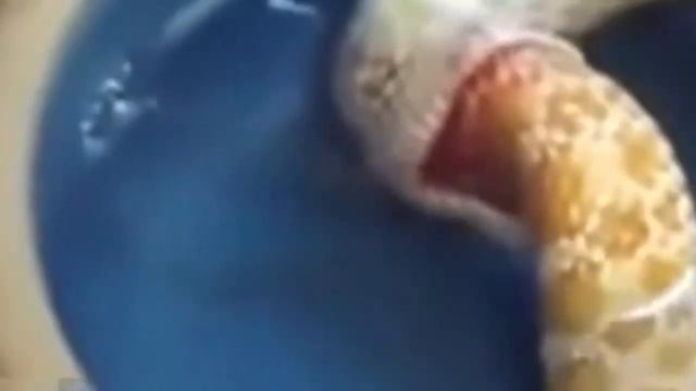 Змея пожирает сама себя смотреть онлайн