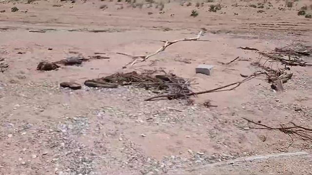 ОПАСНЫЙ Дельфин НА СУШЕ!!!!. ЖЕСТЬ СМОТРЕТЬ ДО КОНЦА. Азовское море смотреть онлайн