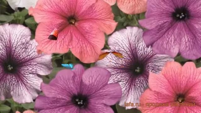 Петуния грандифлора Тритуния Вейнед Микс ? обзор: как сажать, семена петунии Тритуния Вейнед Микс смотреть онлайн