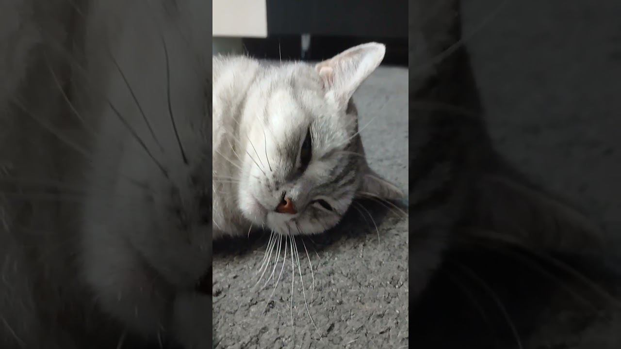 Милый котик #Shorts смотреть онлайн