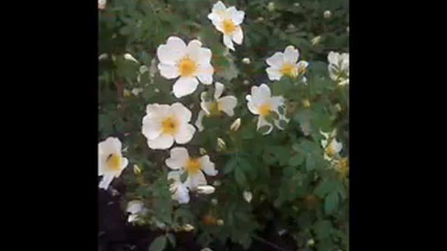 ЦВЕТЫ ЛЯМБИРЯ.wmv смотреть онлайн