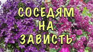 Хотите ПЫШНОГО ЦВЕТЕНИЯ клематисов??? СДЕЛАЙТЕ ТАК!!! Летняя подкормка клематисов.