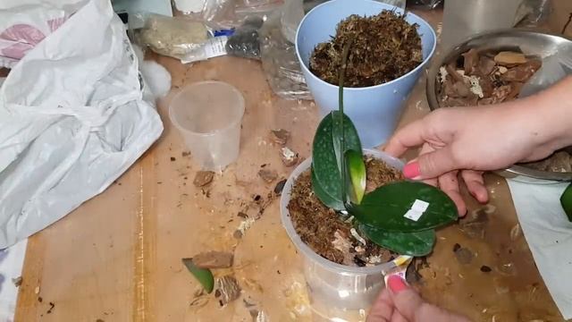 Пересадка азиатских орхидей в субстрат из 8 компонентов#Эксперимент смотреть онлайн