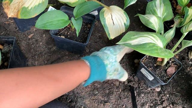 Planting New Hosta Varieties: Tips To Planting Your New Hostas ?? смотреть онлайн