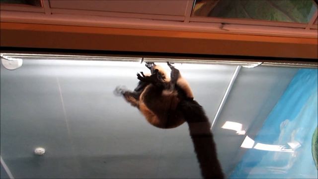 Красные лемуры вари 28.03.19