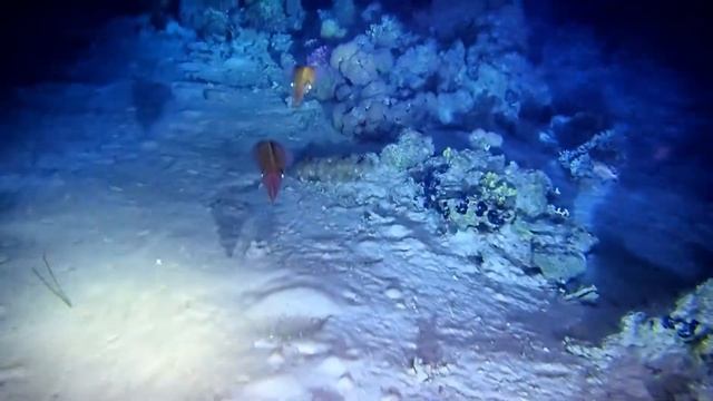 Egypt Red Sea Night Diving with Olympus TG-5 смотреть онлайн