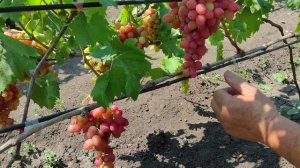 Обзор ультраранних сортов винограда