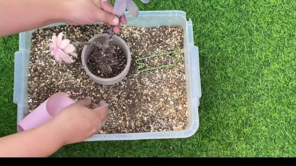 Repotting my Graptopetalum Superbum Variegata.