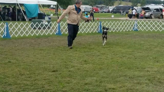 Saluki Judging. Amana, Iowa. WB, BOB. Judge: Mr. Tincher смотреть онлайн