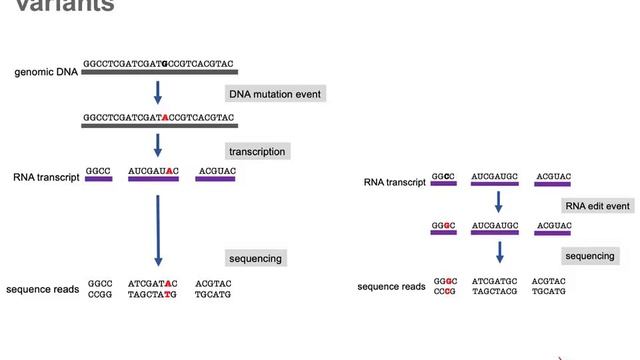 RNA Sequencing смотреть онлайн