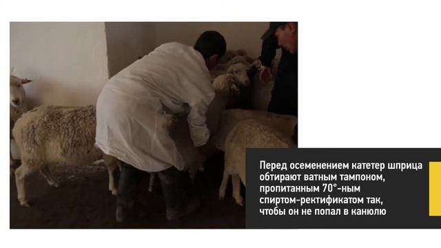Цервикальное осеменение овцематок смотреть онлайн