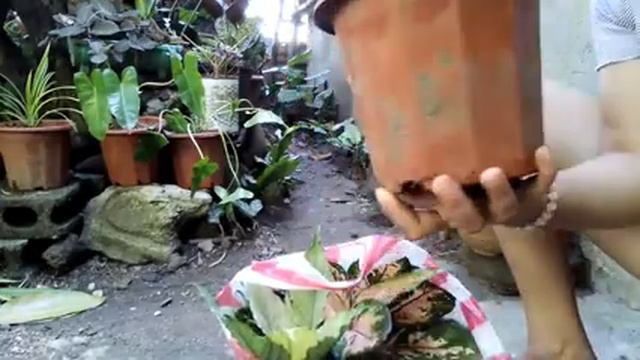 Plant haul budget meal #aglaonema #calathea varieties #sansevieria смотреть онлайн