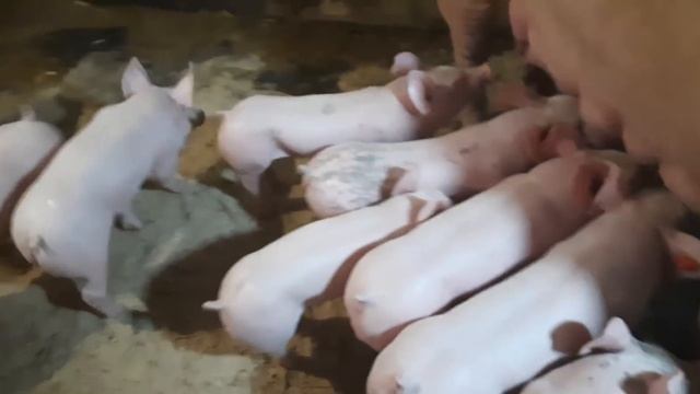 //Осеменяем и кормим против правил,поросят йоркшир,оптипус,максимус,петрен// смотреть онлайн