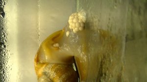 Ампулярии, размножение.