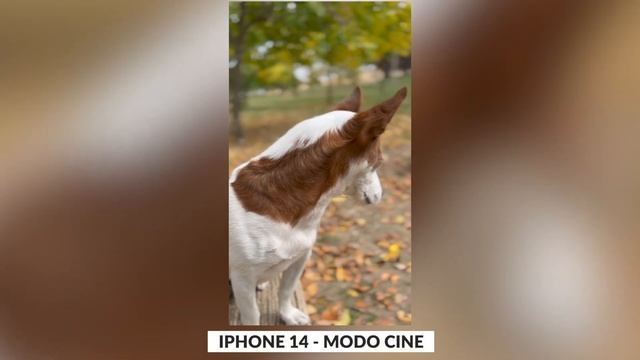 iPhone 14 vs iPhone 12 pro: Cual elegir - Mi opinión personal смотреть онлайн