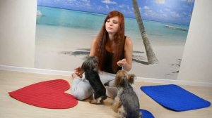 Приучение взрослой собаки к туалету