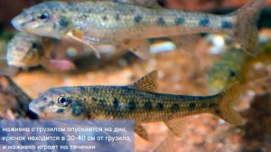 Ловля пескаря: места, снасти и поклёвки