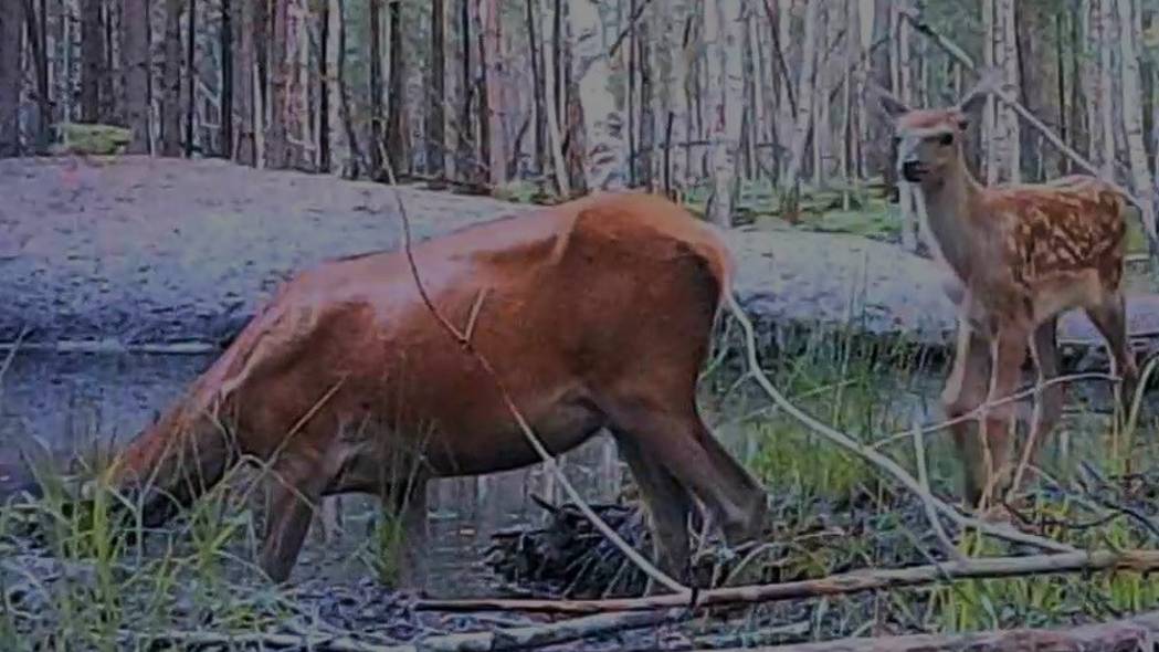 Животные в летнюю жару смотреть онлайн
