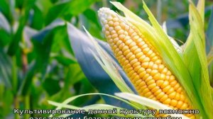 Кукуруза в Сибири: посадка и уход