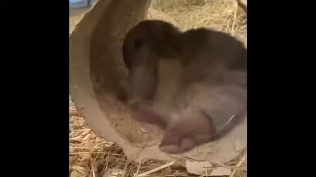 Выбрали кролика смотреть онлайн