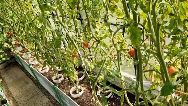 Нежная,сочная куриная печень в кляре )) Обязательно попробуйте! смотреть онлайн