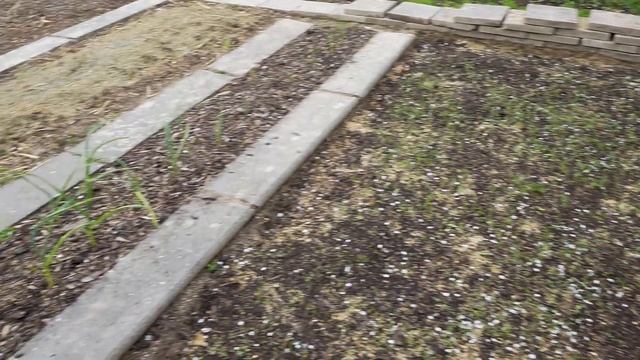 Дача в Германии. Борьба с гусеницами. смотреть онлайн