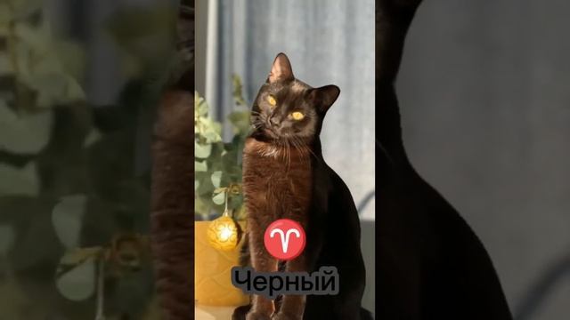 Какой цвет кошки подходит тебе по знаку зодиака ? #cat #catsfacts смотреть онлайн